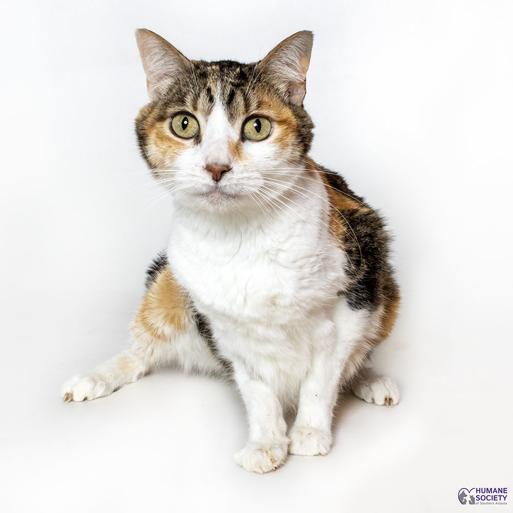 Adopt a friend: Callie